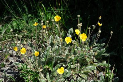 Argentina tugitakensis, photographed by Cheng-Tao Lin