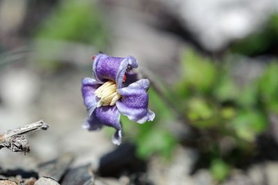 Clematis tsugetorum, photographed by Cheng-Tao Lin