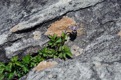 Clematis tsugetorum, photographed by Cheng-Tao Lin