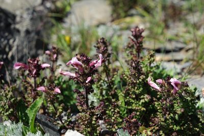 Pedicularis ikomai, photographed by Cheng-Tao Lin