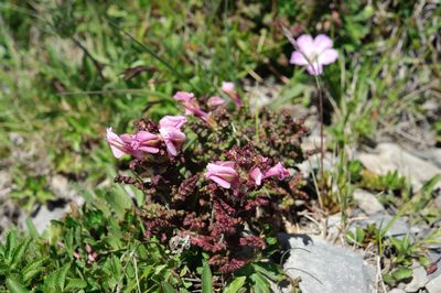 Pedicularis ikomai, photographed by Cheng-Tao Lin