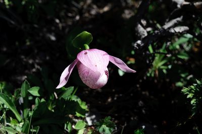 Cypripedium taiwanalpinum, photographed by Cheng-Tao Lin
