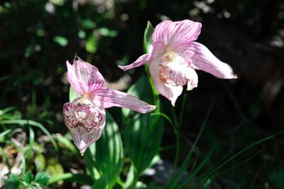 Cypripedium taiwanalpinum, photographed by Cheng-Tao Lin