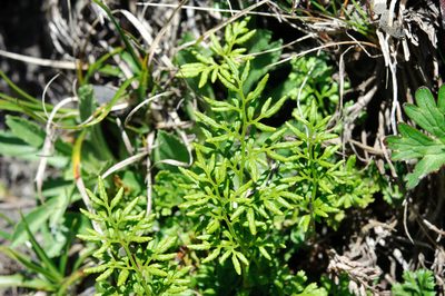 Cryptogramma brunoniana, photographed by Cheng-Tao Lin