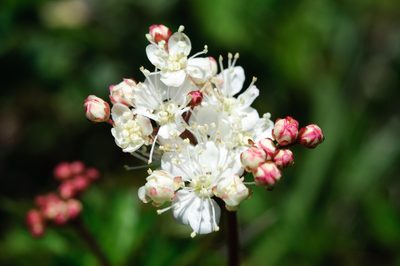 Filipendula kiraishiensis, photographed by Cheng-Tao Lin