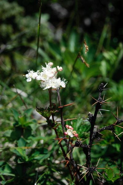 Filipendula kiraishiensis, photographed by Cheng-Tao Lin