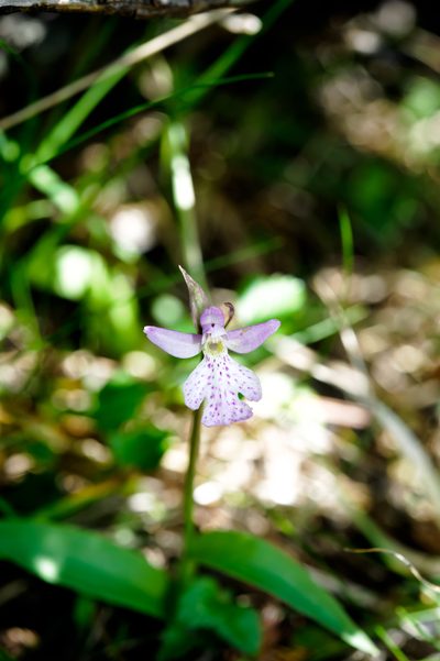 Hemipilia alpestris, photographed by Cheng-Tao Lin
