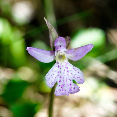 Hemipilia alpestris, photographed by Cheng-Tao Lin