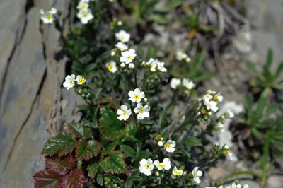Trigonotis nankotaizanensis, photographed by Cheng-Tao Lin