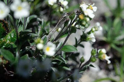 Trigonotis nankotaizanensis, photographed by Cheng-Tao Lin
