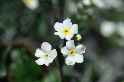 Trigonotis nankotaizanensis, photographed by Cheng-Tao Lin