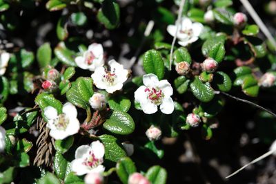 Cotoneaster morrisonensis, photographed by Cheng-Tao Lin
