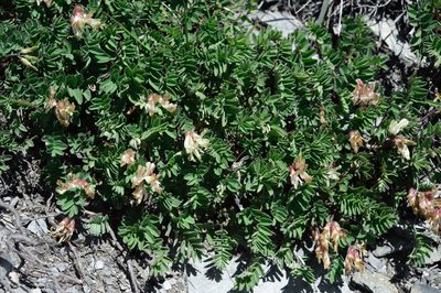 Astragalus nankotaizanensis, photographed by Cheng-Tao Lin