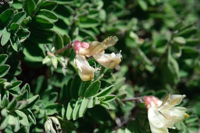 Astragalus nankotaizanensis, photographed by Cheng-Tao Lin
