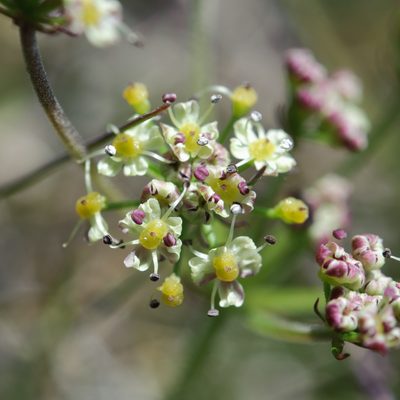 Pimpinella niitakayamensis, photographed by Cheng-Tao Lin