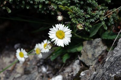 Aster takasagomontanus, photographed by Cheng-Tao Lin