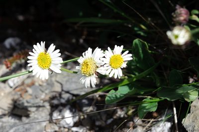 Aster takasagomontanus, photographed by Cheng-Tao Lin