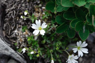Cerastium morrisonense, photographed by Cheng-Tao Lin