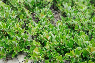 Salix taiwanalpina, photographed by Cheng-Tao Lin