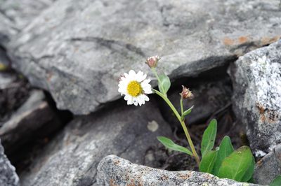Aster takasagomontanus, photographed by Cheng-Tao Lin