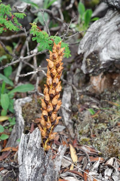 Xylanche himalaica, photographed by Cheng-Tao Lin