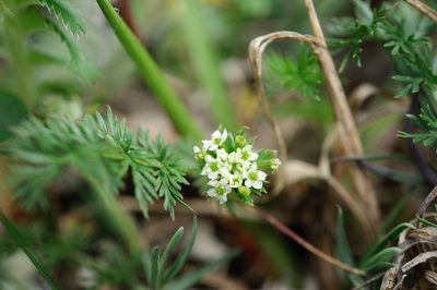 Chaerophyllum nanhuense, photographed by Cheng-Tao Lin