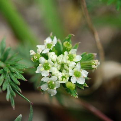 Chaerophyllum nanhuense, photographed by Cheng-Tao Lin