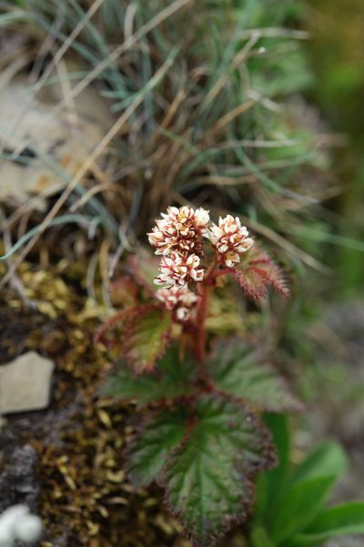 Astilbe macroflora, photographed by Cheng-Tao Lin
