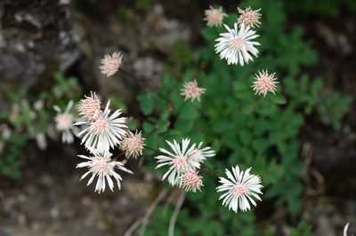 Thalictrum rubescens, photographed by Cheng-Tao Lin