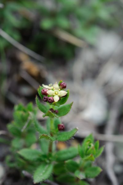 Trichogalium nankotaizanum, photographed by Cheng-Tao Lin