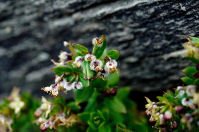Trichogalium nankotaizanum, photographed by Cheng-Tao Lin