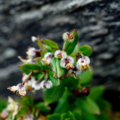 Trichogalium nankotaizanum, photographed by Cheng-Tao Lin
