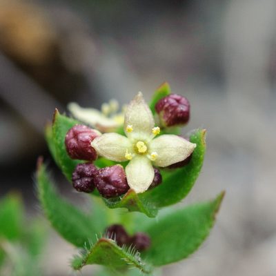 Trichogalium nankotaizanum, photographed by Cheng-Tao Lin
