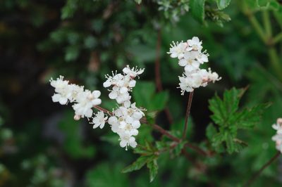 Filipendula kiraishiensis, photographed by Cheng-Tao Lin