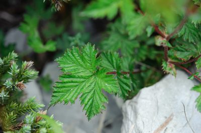 Filipendula kiraishiensis, photographed by Cheng-Tao Lin