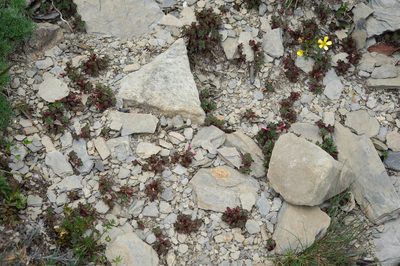 Epilobium nankotaizanense, photographed by Cheng-Tao Lin