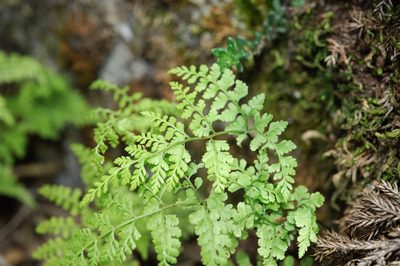 Cystopteris moupinensis, photographed by Cheng-Tao Lin
