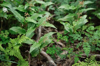 Maianthemum formosanum, photographed by Cheng-Tao Lin