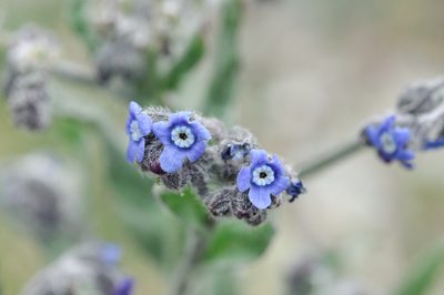 Cynoglossum alpestre, photographed by Cheng-Tao Lin