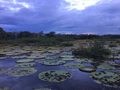 Victoria amazonica, photographed by eamonccorbett