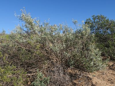 Calobota sericea, photographed by Kevin Murray