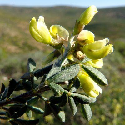 Wiborgia monoptera, photographed by Kevin Murray
