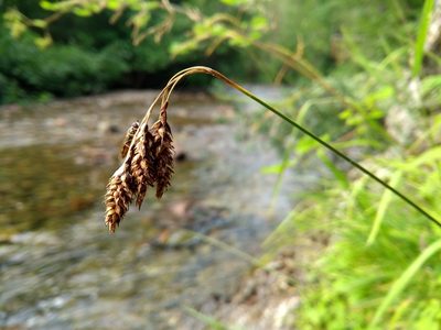 Carex atratiformis, photographed by agbelliveau