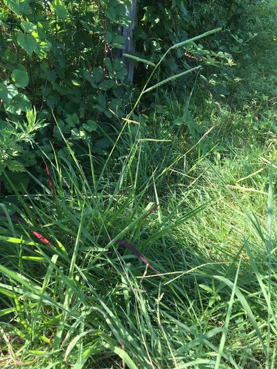 Paspalum laeve, photographed by Daniel Atha