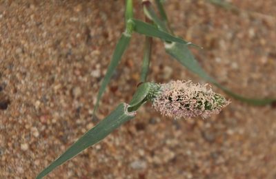 Sporobolus schoenoides, photographed by Millie Basden