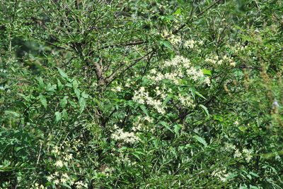 Clematis brevicaudata, photographed by Andy Kleinhesselink