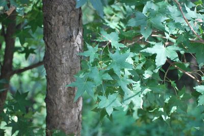Acer truncatum, photographed by Andy Kleinhesselink