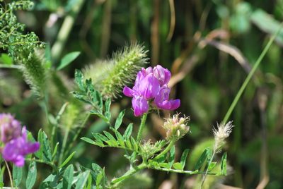 Astragalus davuricus, photographed by Andy Kleinhesselink
