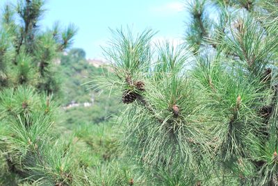 Pinus tabuliformis, photographed by Andy Kleinhesselink