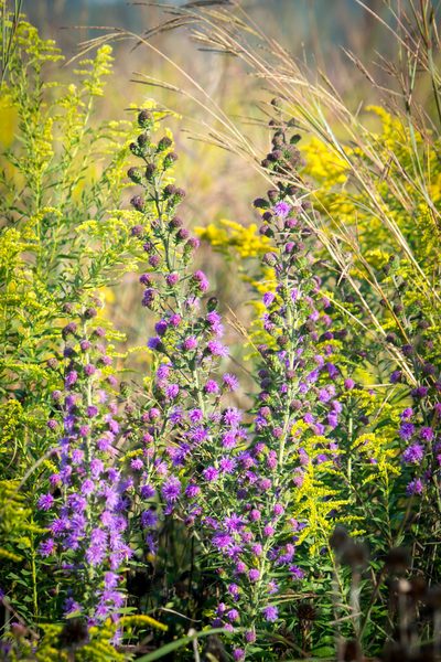 Liatris scariosa, photographed by Dr. Andrew G. Cannizzaro
